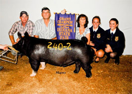 Crossbred Classic Show Pig Results