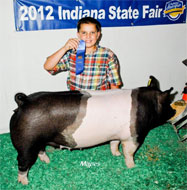 Crossbred Classic Show Pig Results