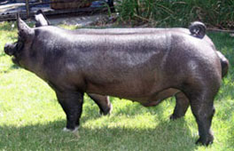 Crossbred Classic Show Pig Boar Results
