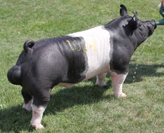 Crossbred Classic Show Pig Results