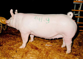 Crossbred Classic Show Pig Results