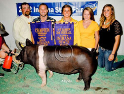 Indiana State Fair Barrow Show Results