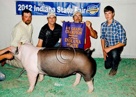 Indiana State Fair Barrow Show Results