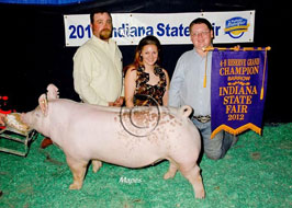 Indiana State Fair Barrow Show Results