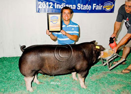 Indiana State Fair Barrow Show Results