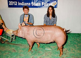 Indiana State Fair Barrow Show Results
