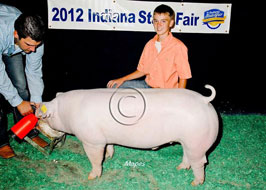 Indiana State Fair Barrow Show Results