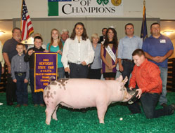 Kentucky State Fair Show Pig Results