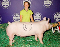 Michigan Livestock Expo