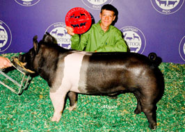 Michigan Livestock Expo