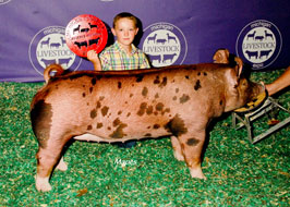 Michigan Livestock Expo