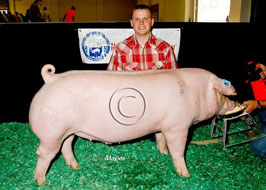 National Barrow Show Results