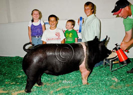 National Barrow Show Results