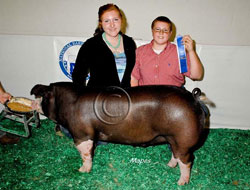 National Barrow Show Results