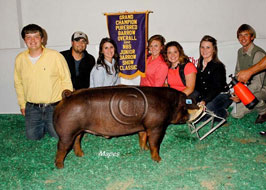 National Barrow Show Results