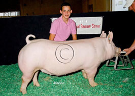 National Barrow Show Results