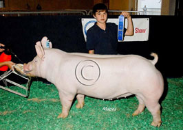 National Barrow Show Results