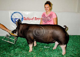National Barrow Show Results