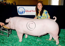 National Barrow Show Results