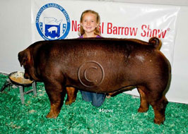 National Barrow Show Results