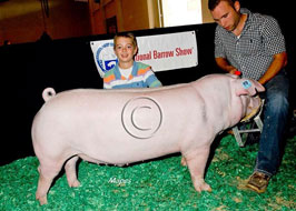 National Barrow Show Results