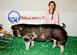 National Barrow Show Results