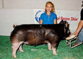 National Barrow Show Results