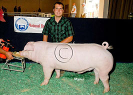 National Barrow Show Results