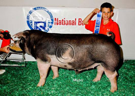National Barrow Show Results