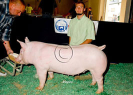 National Barrow Show Results