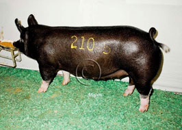 NBS Open Show Results