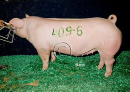 NBS Open Show Results
