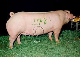 National Barrow Show Results