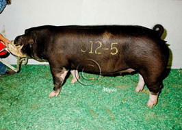 NBS Open Show Results