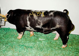 NBS Open Show Results