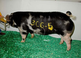 NBS Open Show Results