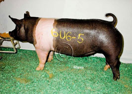 NBS Open Show Results