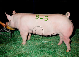NBS Open Show Results