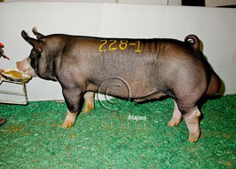 NBS Open Show Results