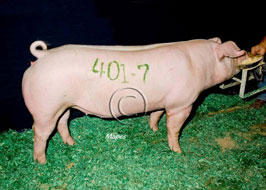 NBS Open Show Results