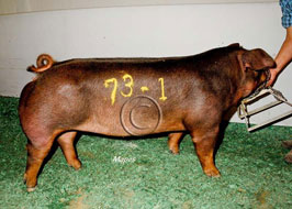 NBS Open Show Results