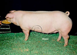 NBS Open Show Results
