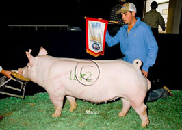 NBS Open Show Results