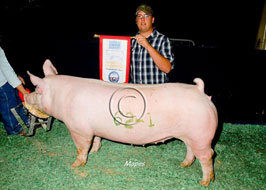 NBS Open Show Results