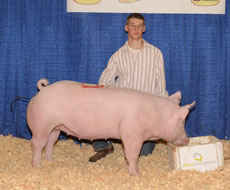 Nebraska State Fair Show Pig Results