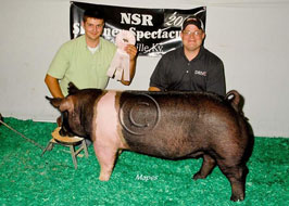 NJSS Gilt Show
