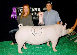 NJSS Gilt Show