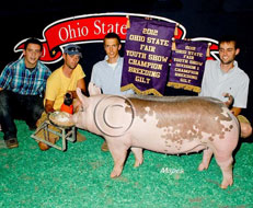 Ohio State Fair Show Pig Results