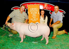 Ohio State Fair Show Pig Results