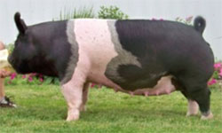 Brinning-Platt-Ogle Online Bred Gilt Sale